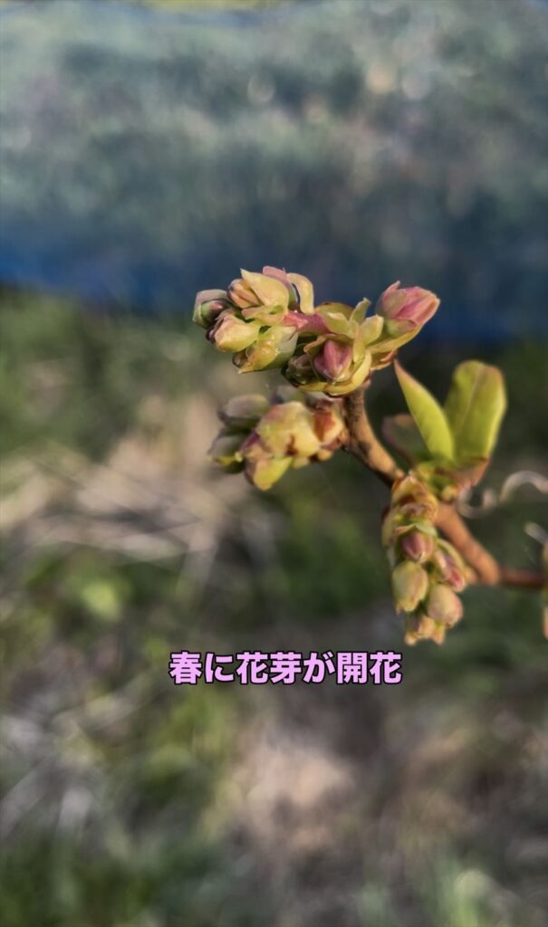 ブルーベリーの開花の画像