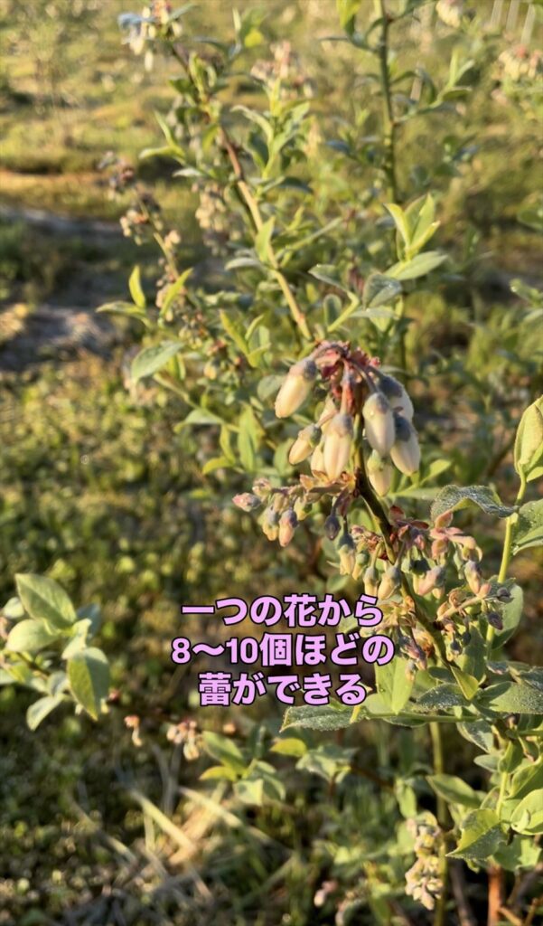 ブルーベリーの蕾の画像