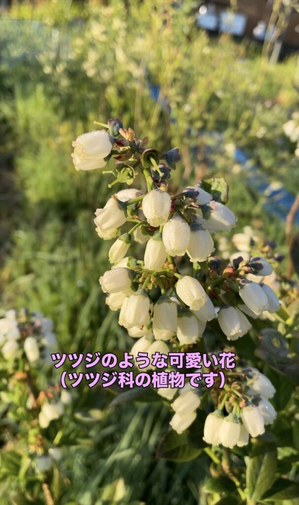 ブルーベリーの花が咲いた画像