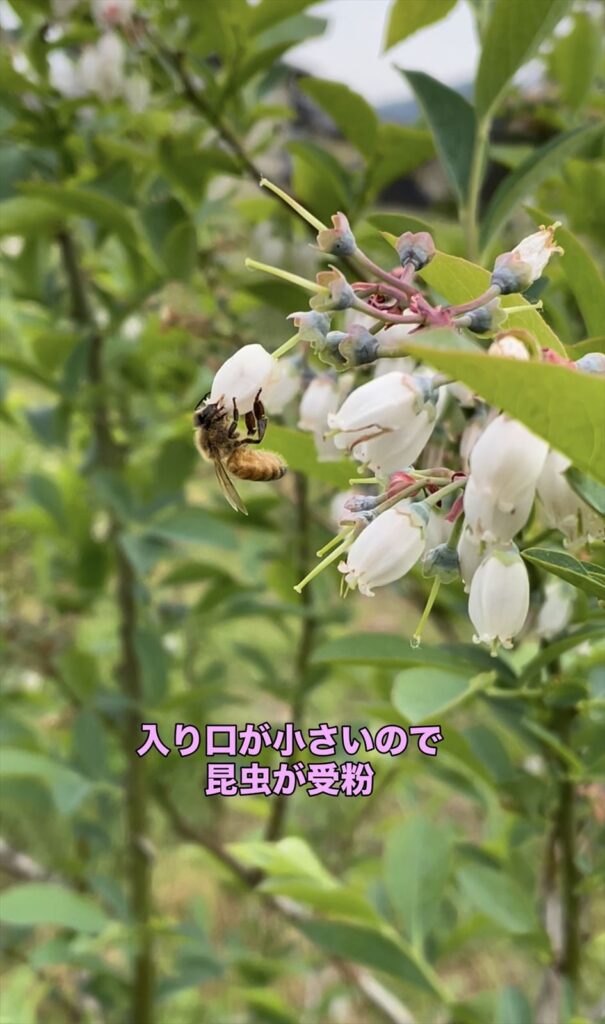 ブルーベリーの花とミツバチの画像