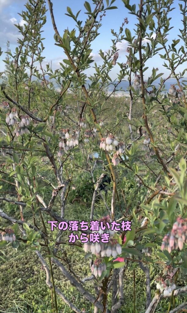 ブルーベリーの下の方の枝の花が咲いている画像