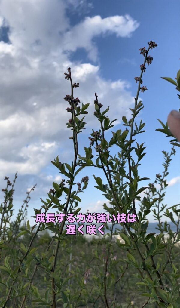 ブルーベリーの花が上の枝は咲く時期が遅くなる説明画像