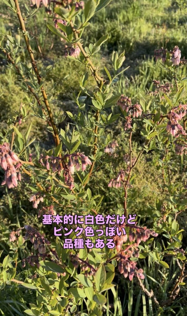 ピンク色っぽいブルーベリーの花の画像
