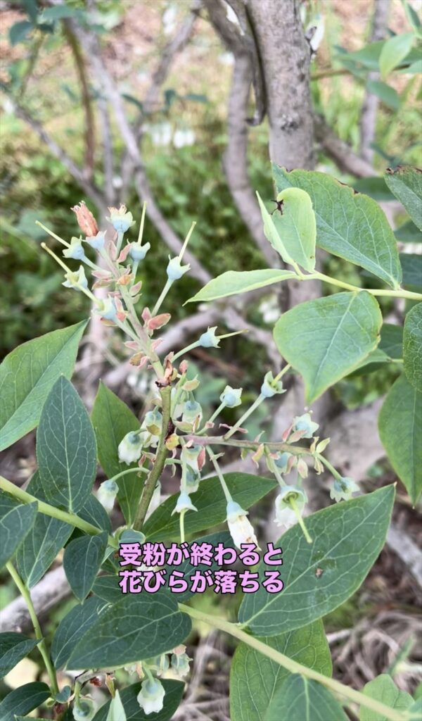 受粉が終わり花が散ったブルーベリーの画像