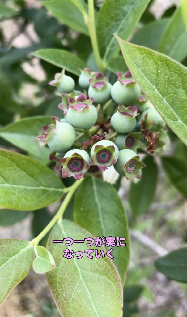 花が散って実のようになっていくブルーベリーの花