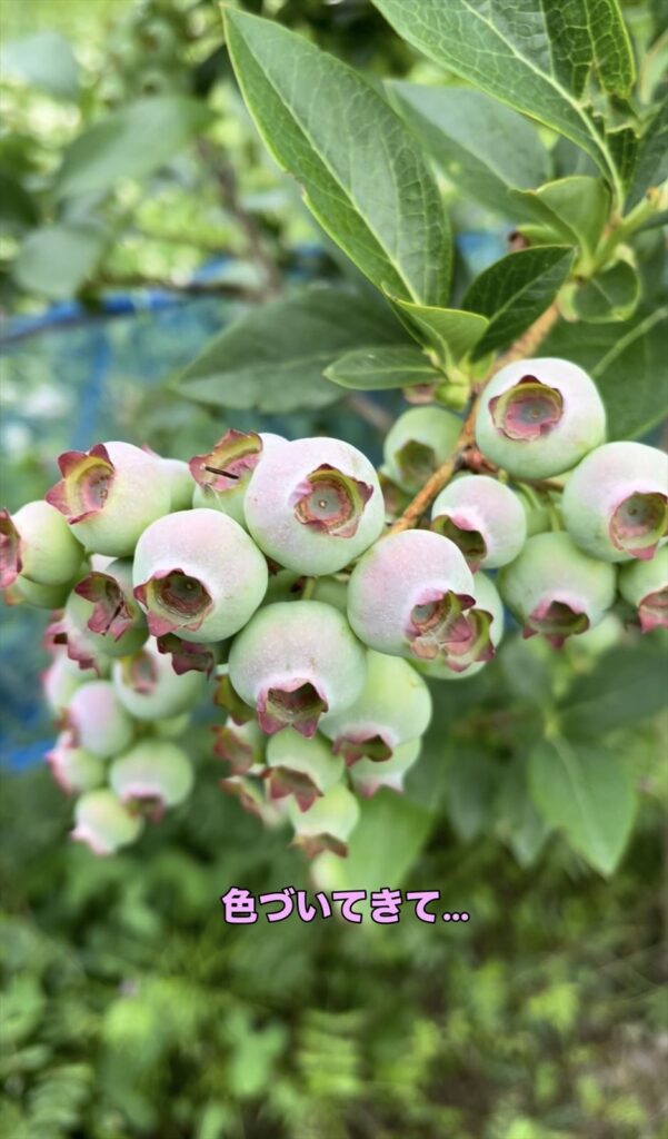 色づいてきたブルーベリーの実