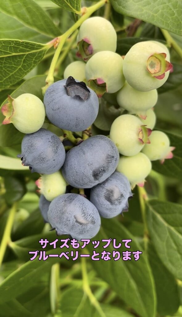 ブルーベリーの実ができた画像
