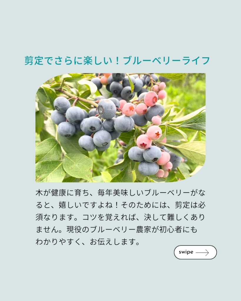 ブルーベリーの剪定講座の説明画像