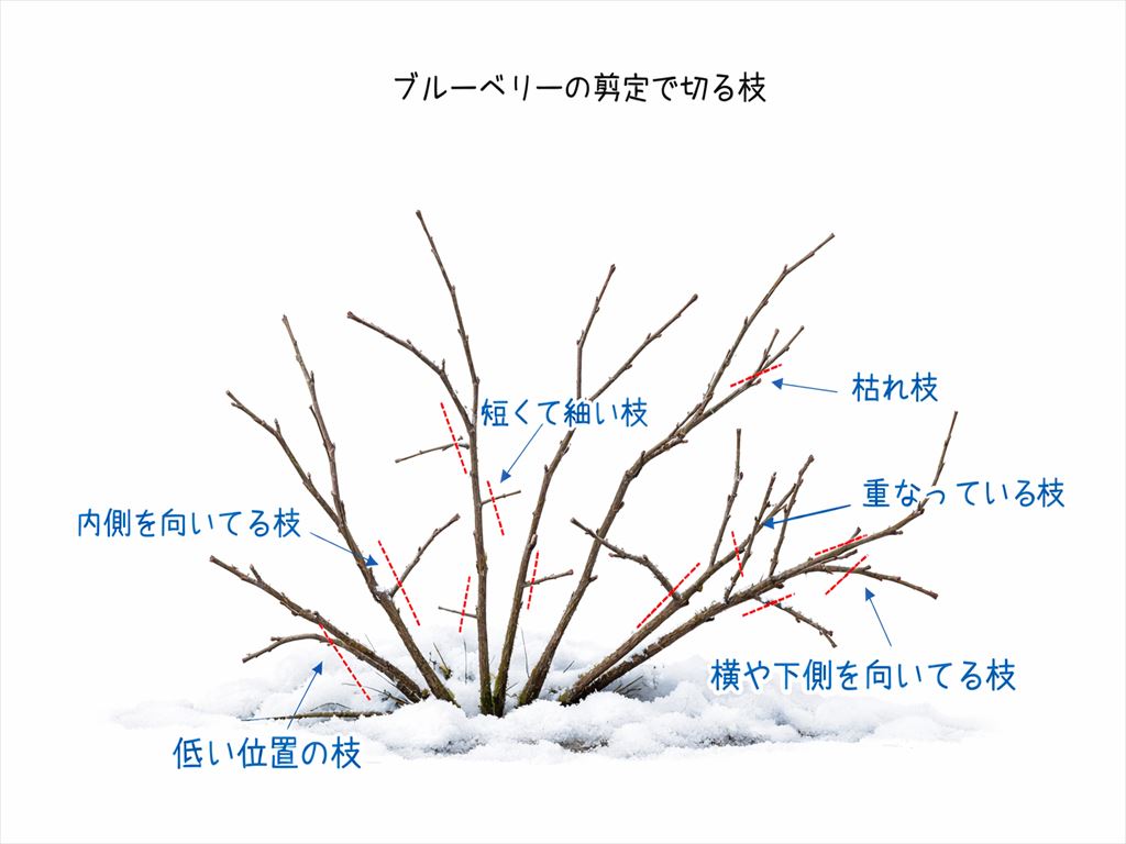 ブルーベリー剪定で切る枝の画像
