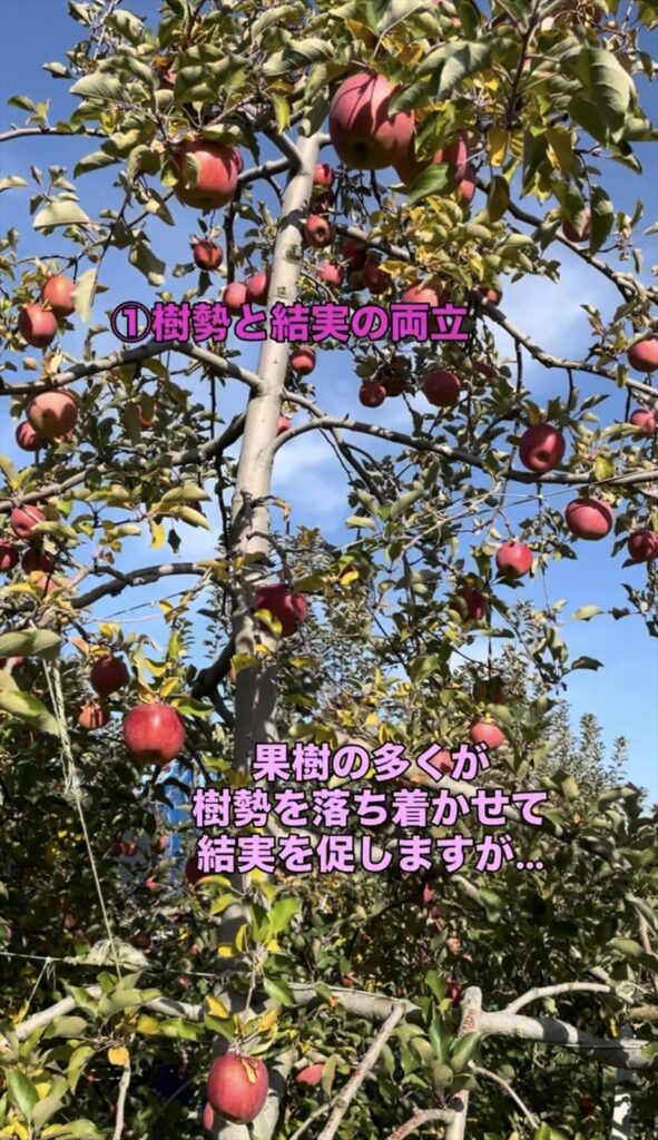 リンゴの木の画像