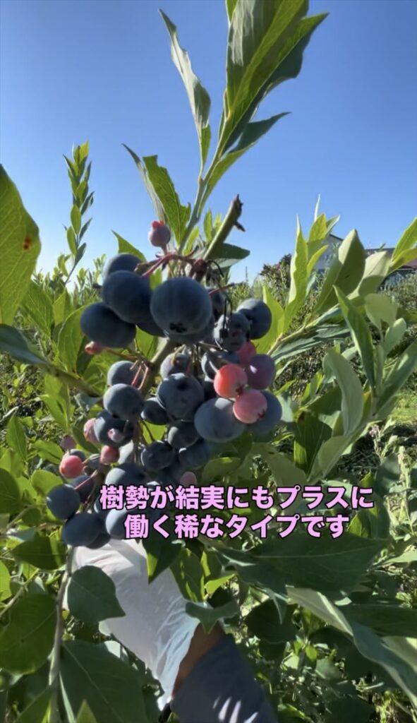 ブルーベリーが実っている画像