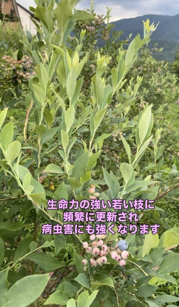 ブルーベリーの新梢の画像