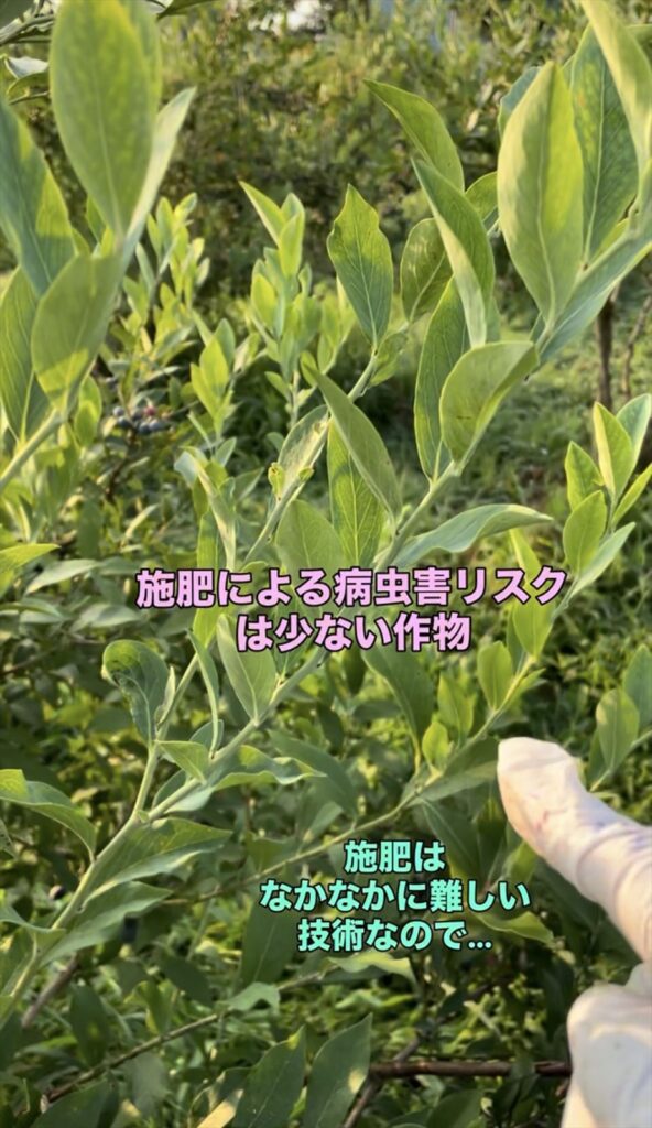 ブルーベリーの樹の画像