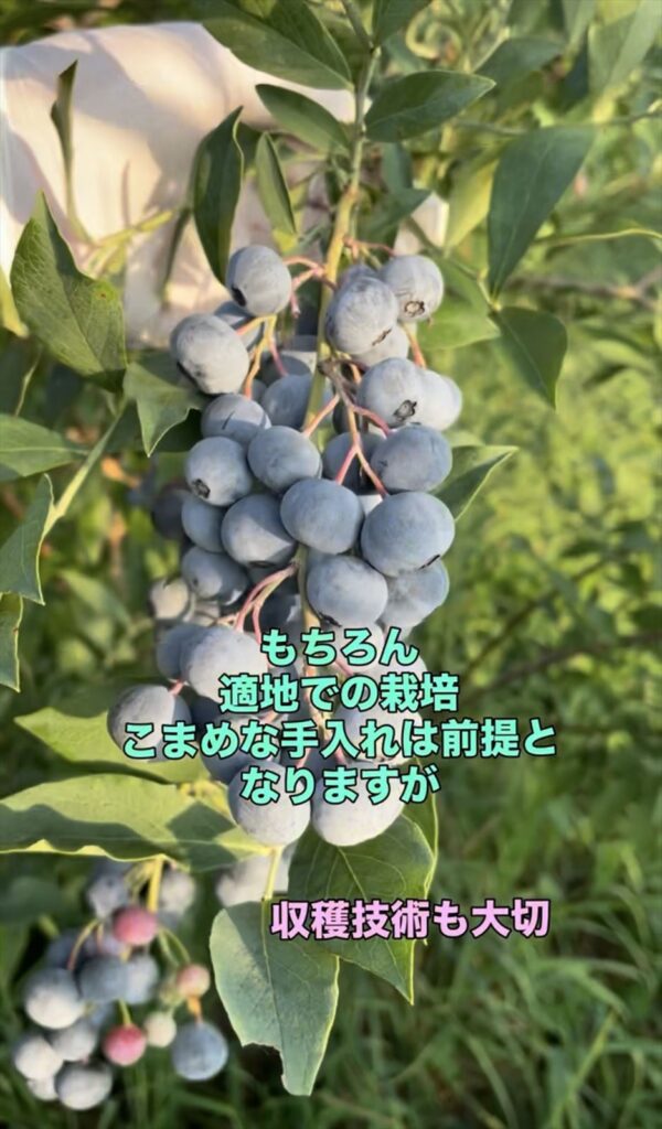 ブルーベリーの実の画像