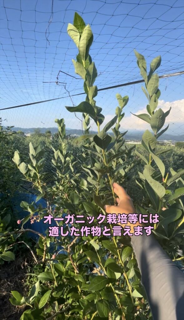 ブルーベリーの画像