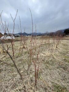 若木ブルーベリーの画像