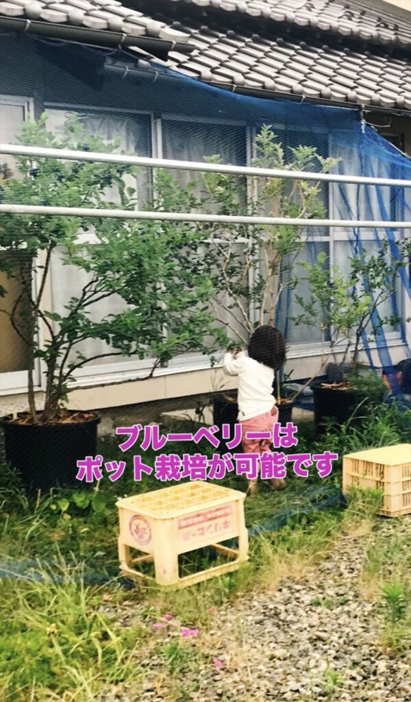 ポット栽培のブルーベリーの画像