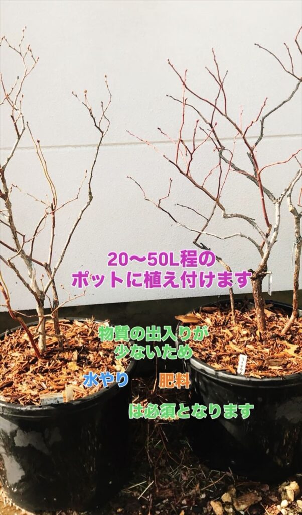 ポットに植えたブルーベリーの画像