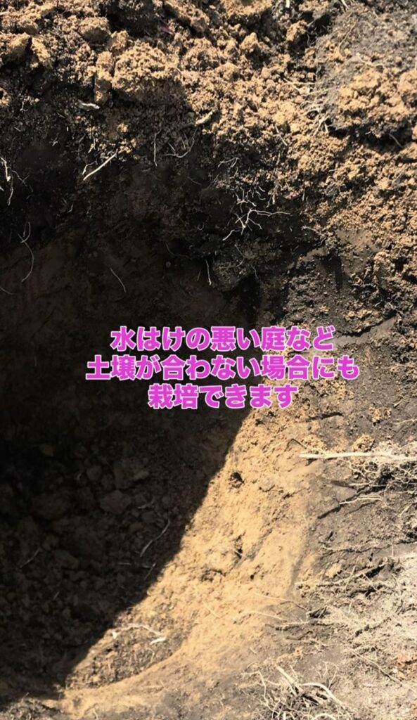 ブルーベリーの畑の土壌の画像