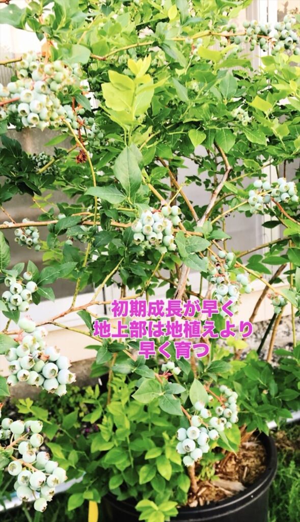 ポット栽培のブルーベリーの画像