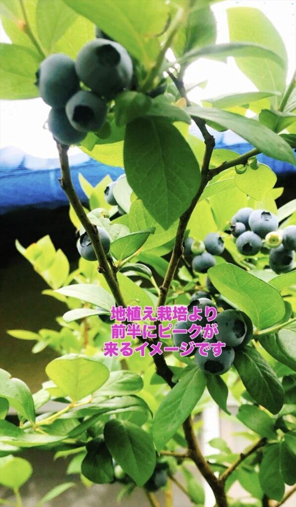 ポット栽培のブルーベリーの画像