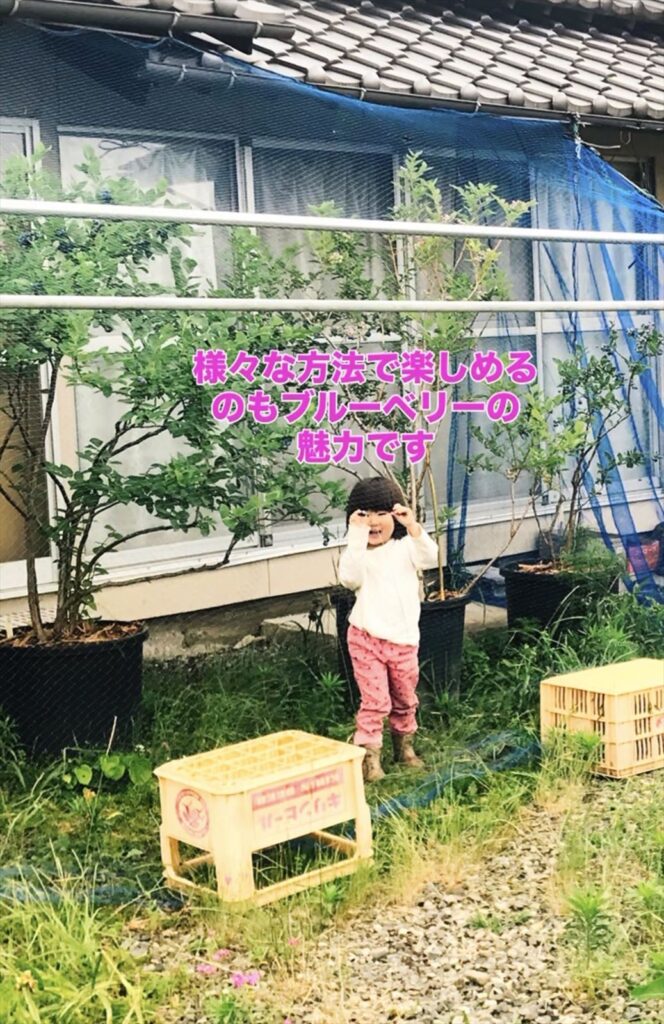 庭のポット栽培ブルーベリーの画像