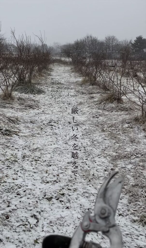冬のブルーベリー農園の画像