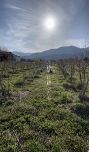 春のブルーベリー農園の画像