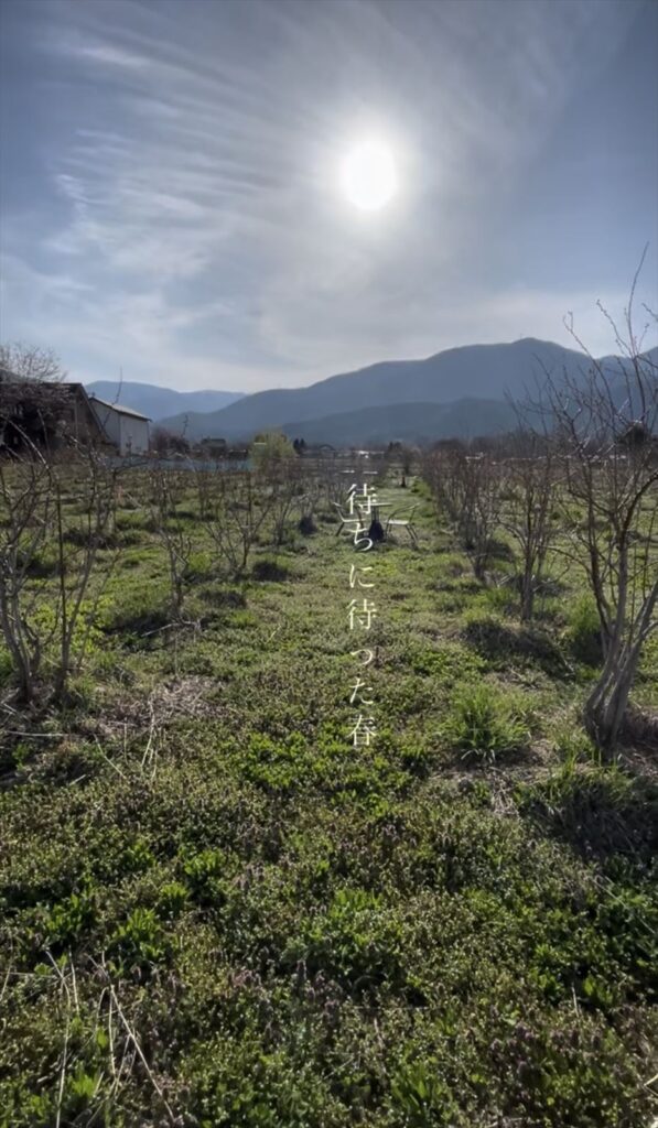 春のブルーベリー農園の画像