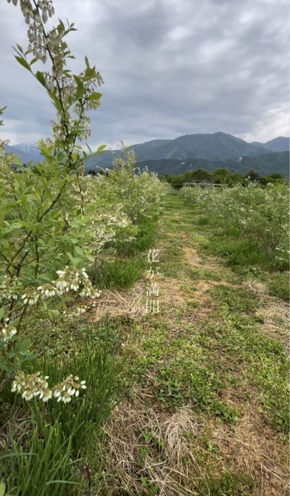 春に開花したブルベリー農園