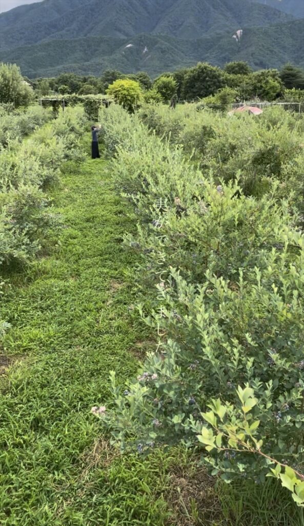 結実してきたブルーベリー農園の画像