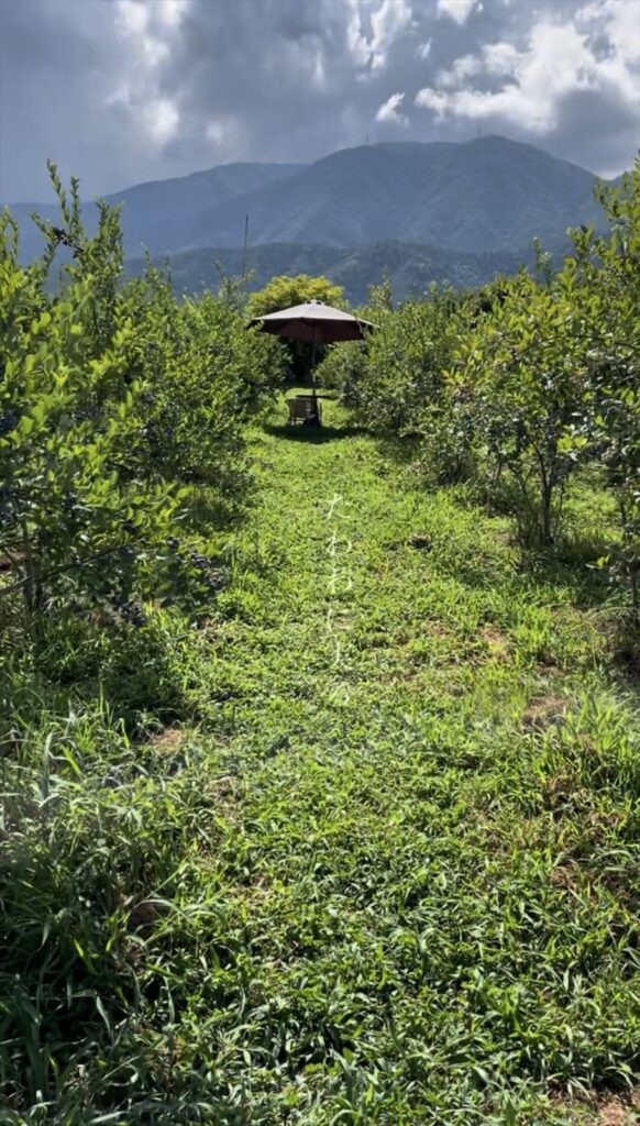 ブルーベリーがたわわに実るブルーベリー農園の画像