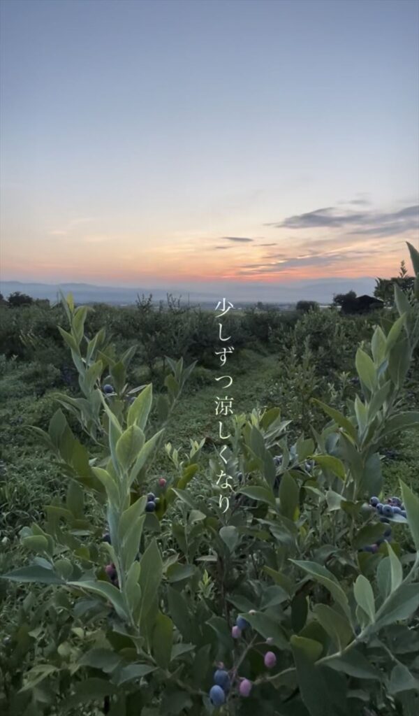 少しずつ秋になってきたブルーベリー農園