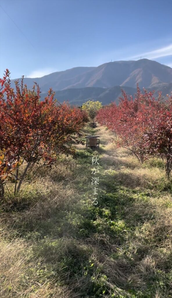 秋が深まってきたブルーベリー農園
