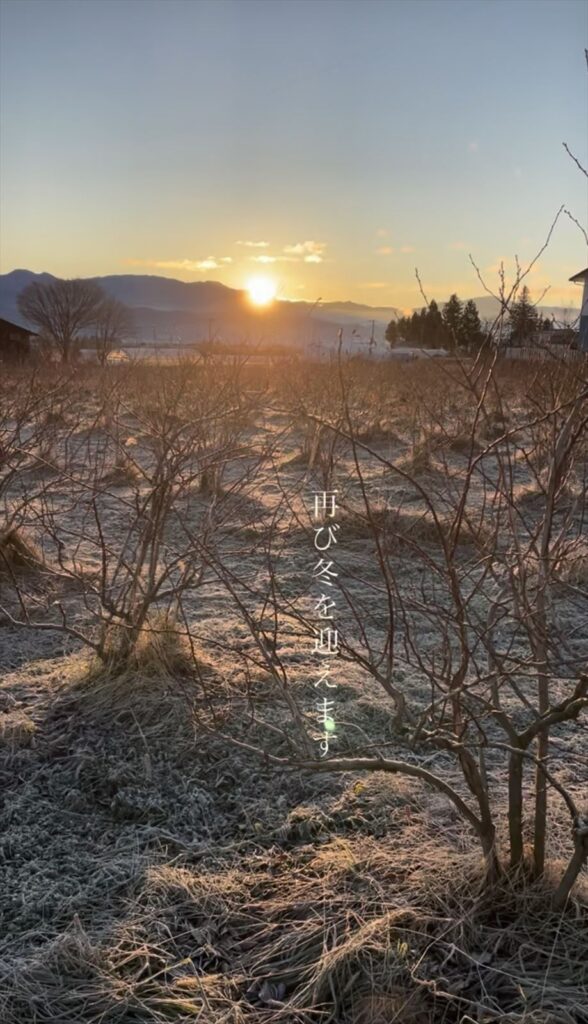 再び冬を迎えたブルーベリー農園