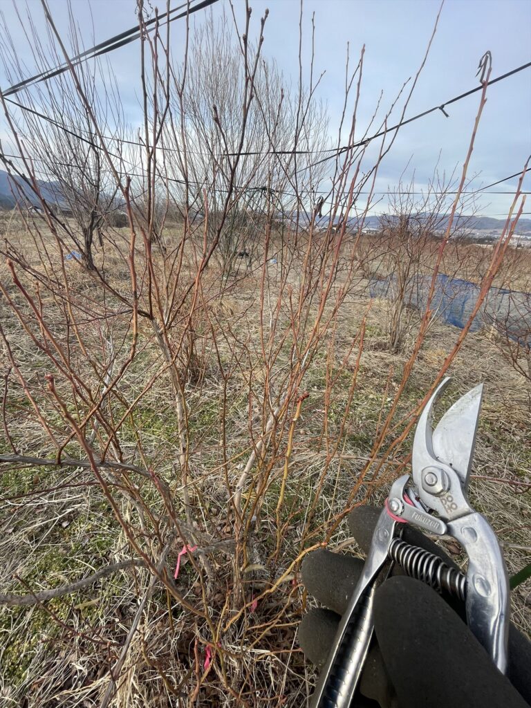ブルーベリーの剪定の画像