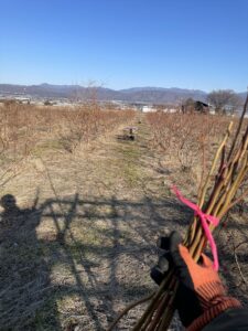 ブルーベリー剪定が完了した画像