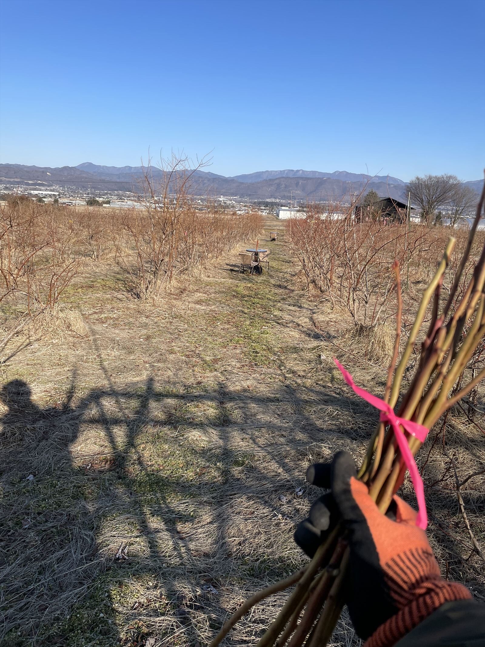 ブルーベリー剪定が完了した画像