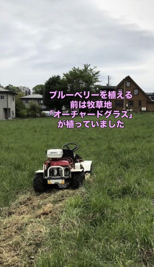 オーチャードグラスを刈り取っている画像