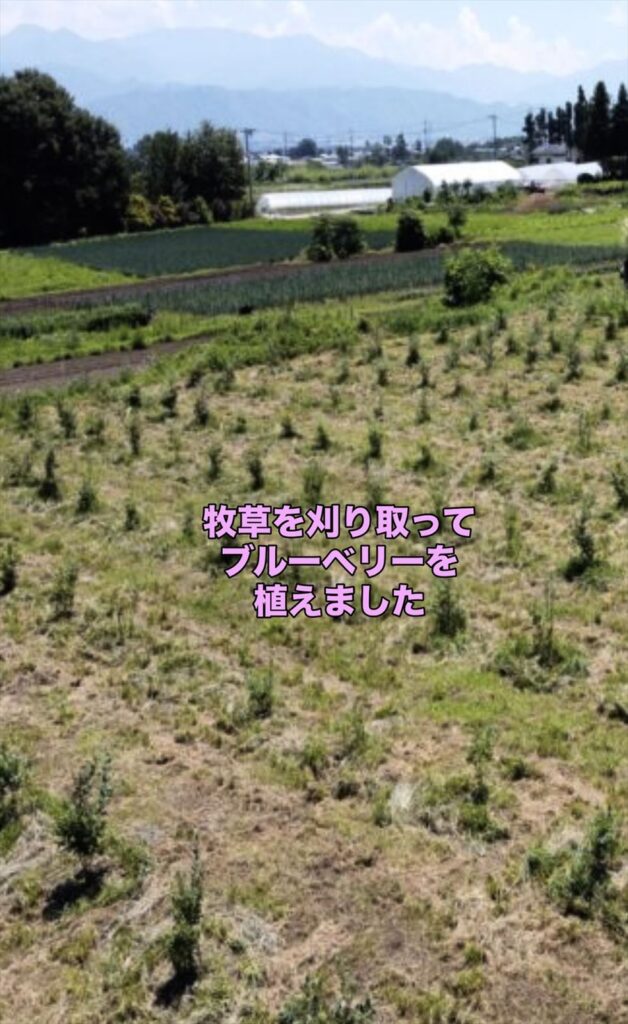 ブルーベリーを植えた画像