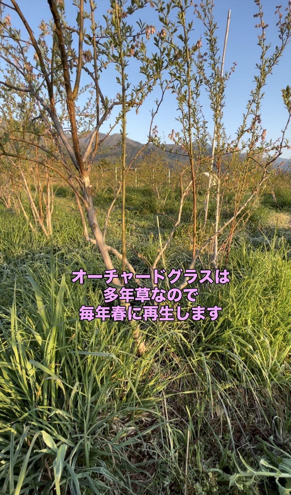 牧草オーチャードグラスの画像