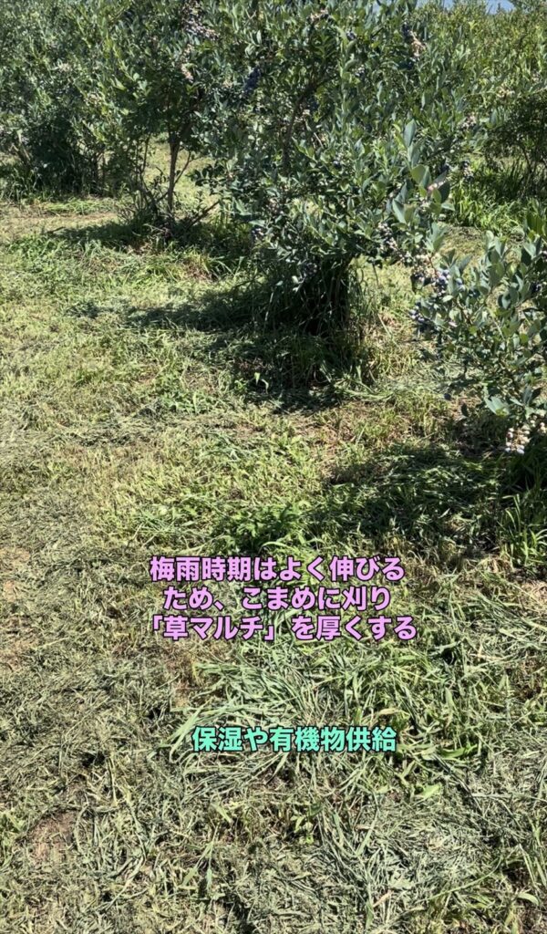 草マルチの画像