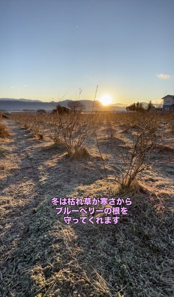 冬のオーチャードグラスの画像