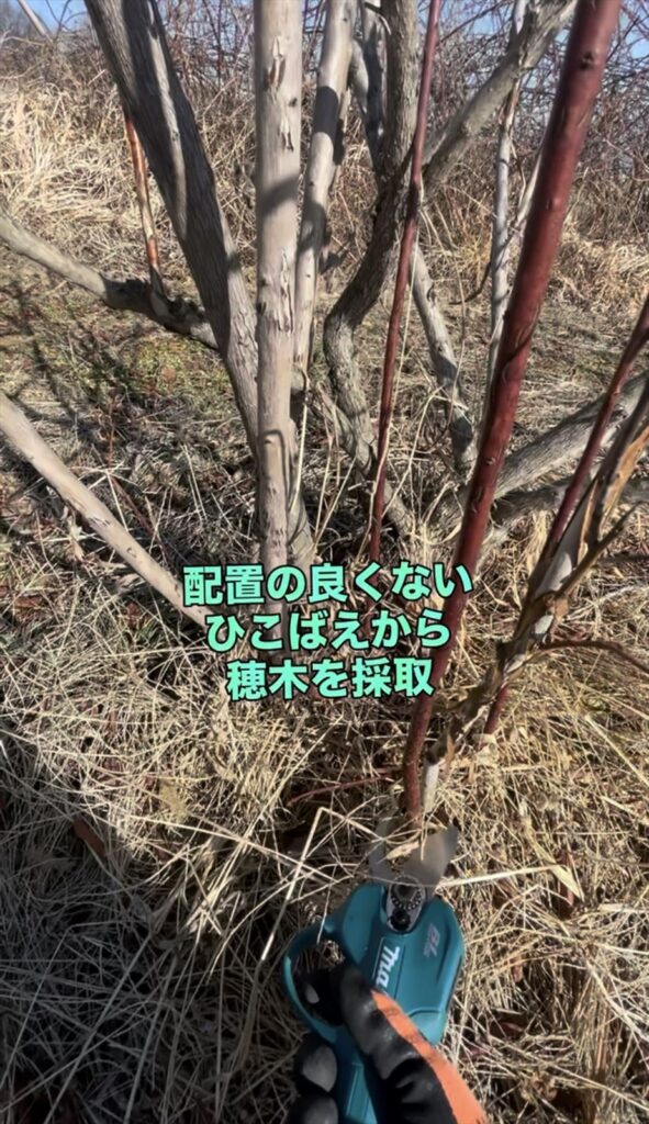 配置の良くないひこばえから穂木を採取している画像