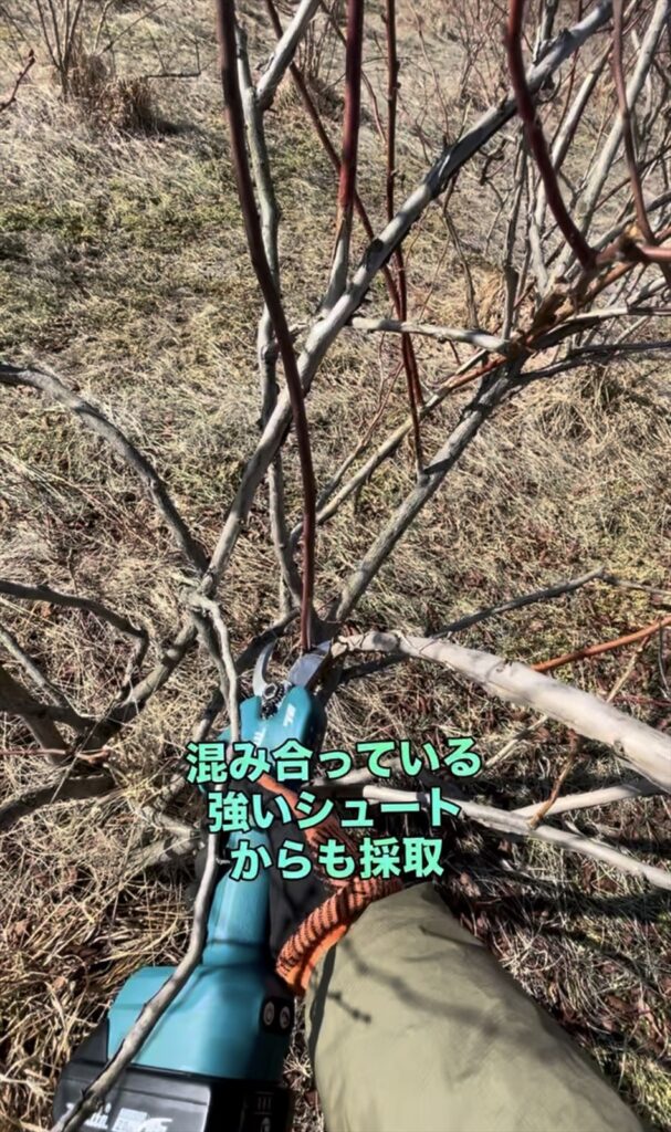 混みあうシュートから穂木を採取している画像