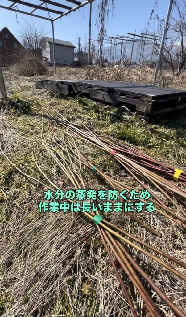 採取作業中は穂木の乾燥を防ぐために長いままにしておく画像