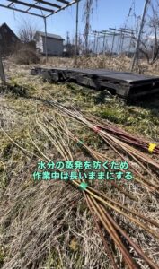 採取したブルベリーの穂木の画像