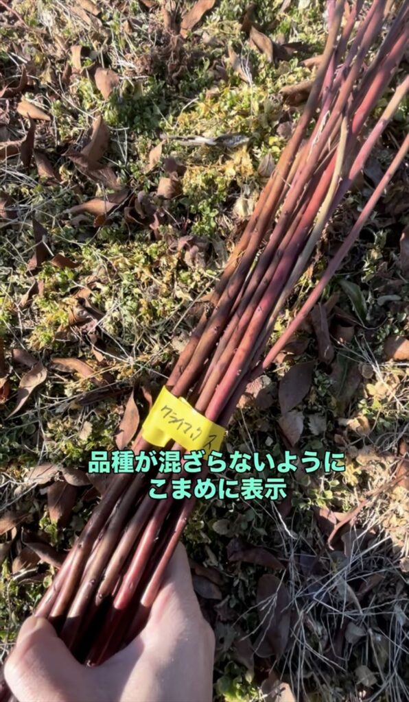 穂木の品種が混ざらないようにラベル表示