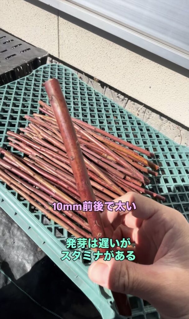 太い穂木の画像