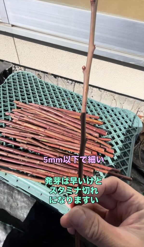 細い穂木の画像